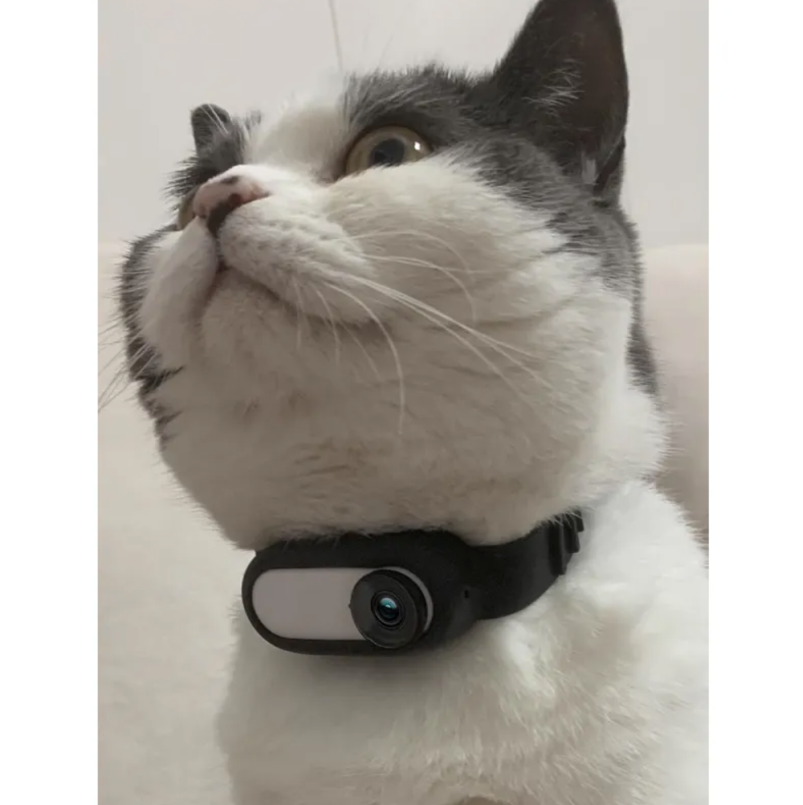 Wireless Pet Collar Camera | Mini HD Action Camera for Cats & Dogs
